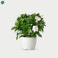 White blooming Gardenia plant in ceramic pot 