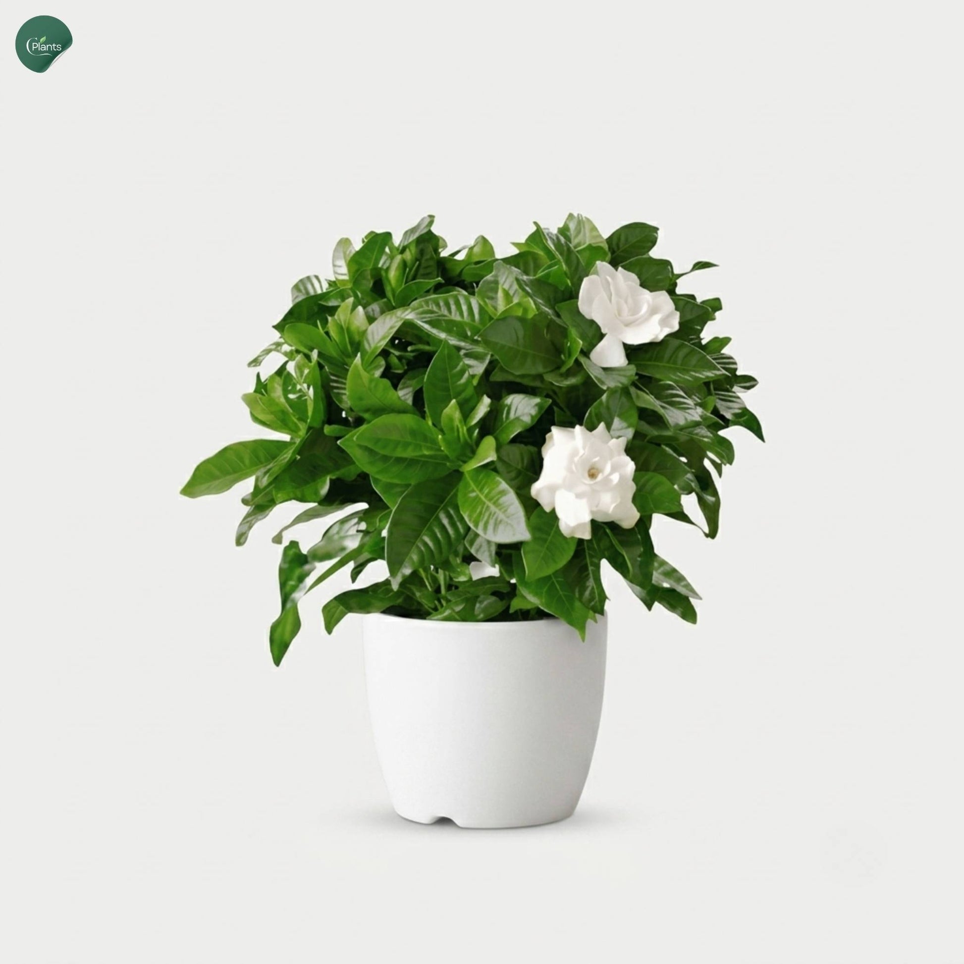 White blooming Gardenia plant in ceramic pot 