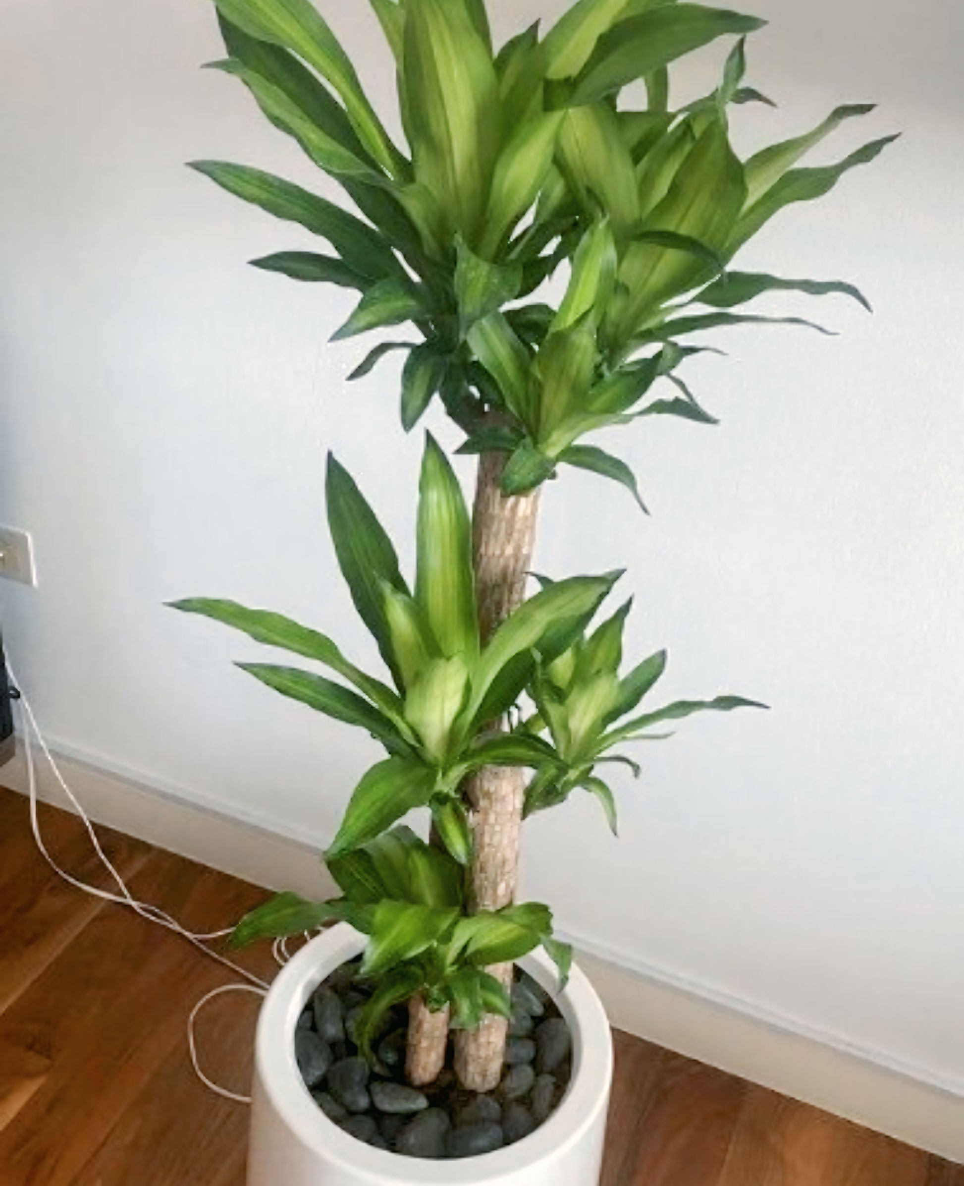 indoorplants dubai_Dracaena Massangeana 3pp_cplants.ae