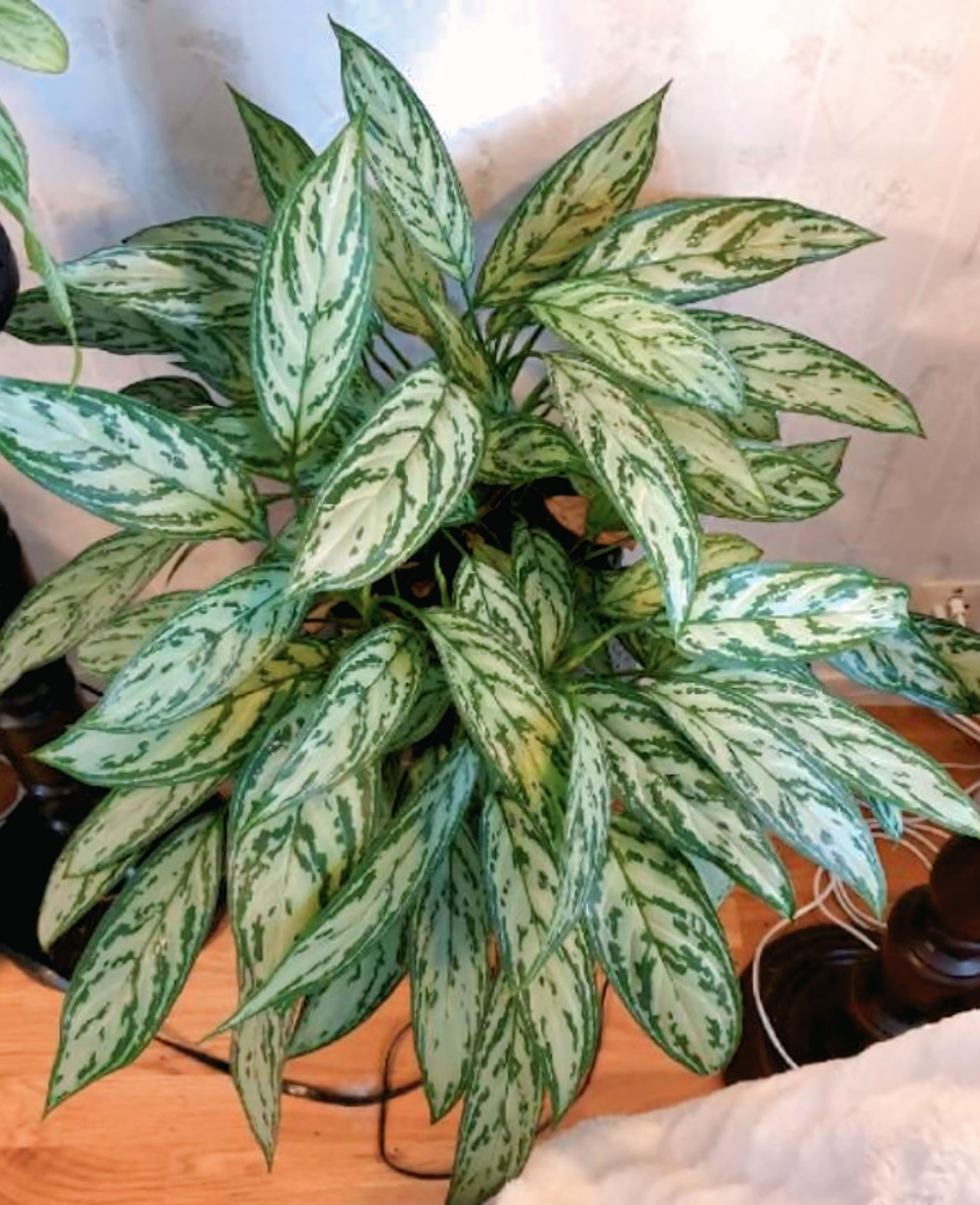 indoorplantsdubai_Aglaonema Silver Queen1_cplants.ae