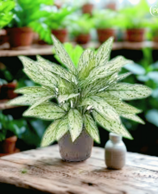 indoorplantsdubai_Aglaonema Silver Queen_cplants.ae