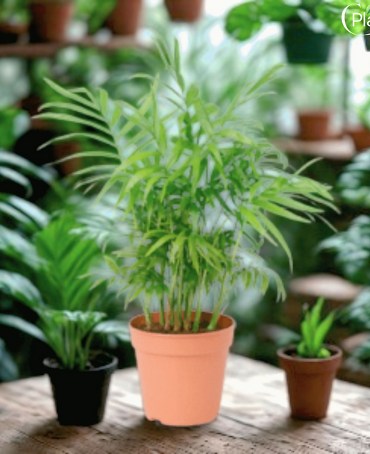 indoorplantsdubai_Chamaedorea_cplants.ae
