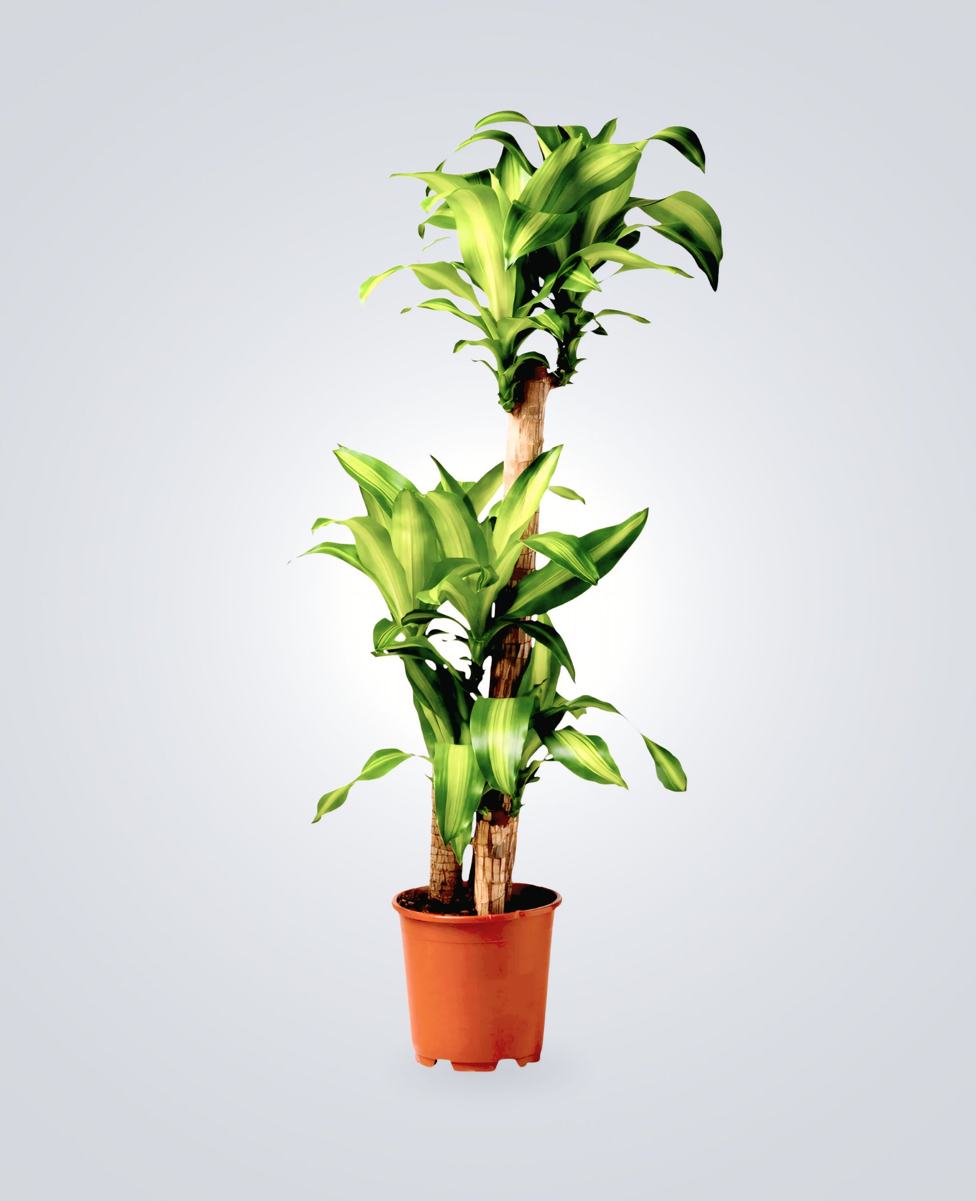 indoorplantsdubai_Dracaena Massangeana 3pp_cplants.ae