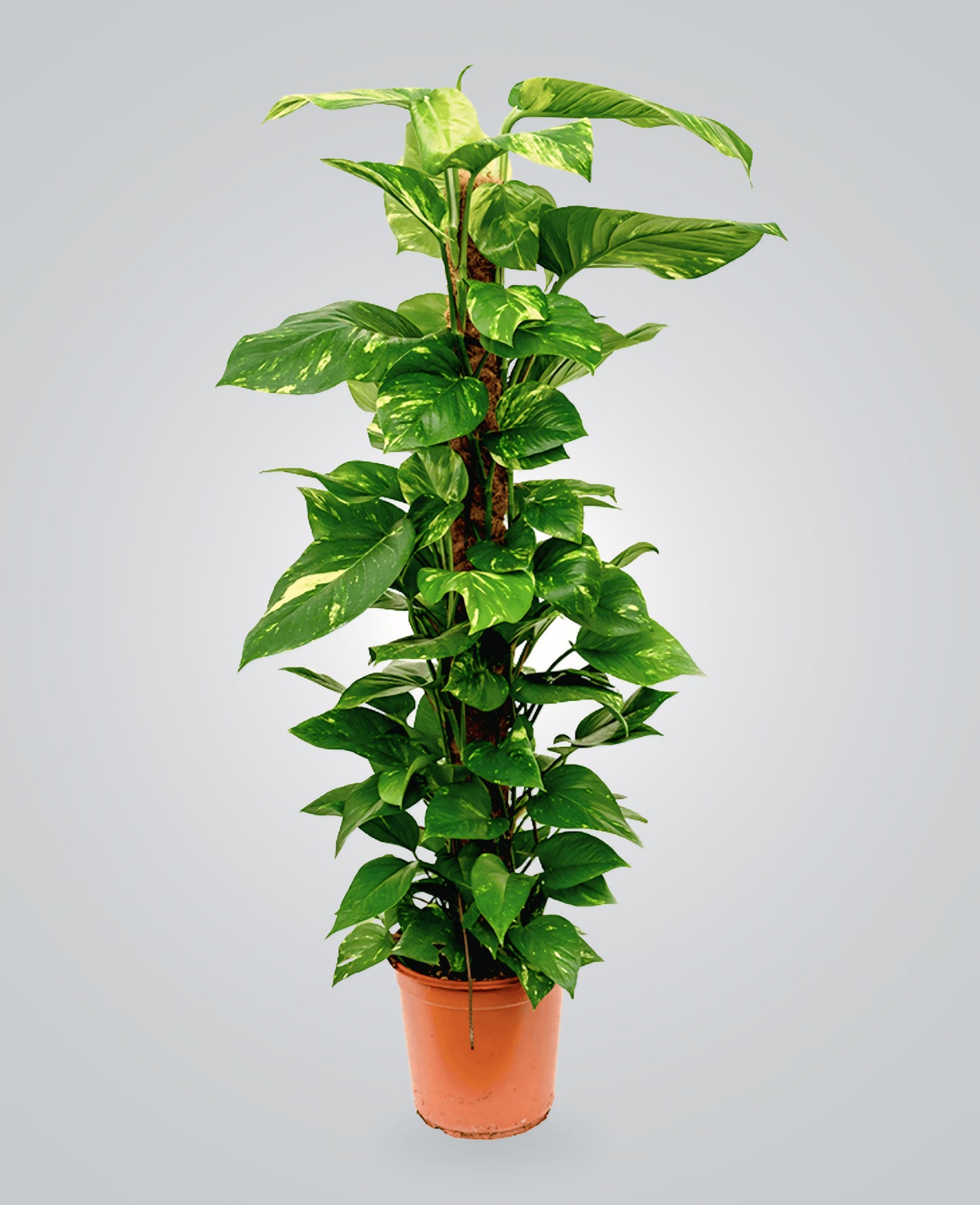 indoorplantsdubai_scindapsus(epipremum) 120CM_cplants.ae