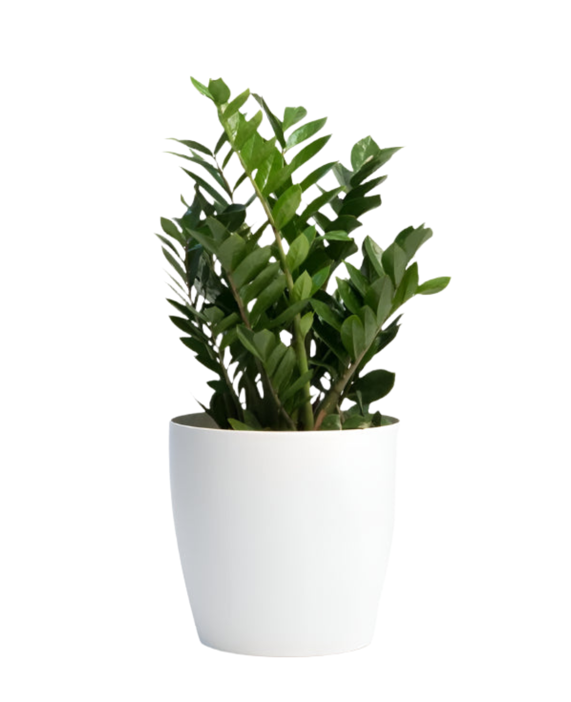 indoorplantsdubai_zamioculas1_cplants.ae
