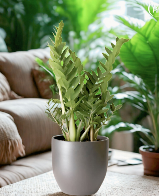 indoorplantsdubai_zamioculas_cplants.ae