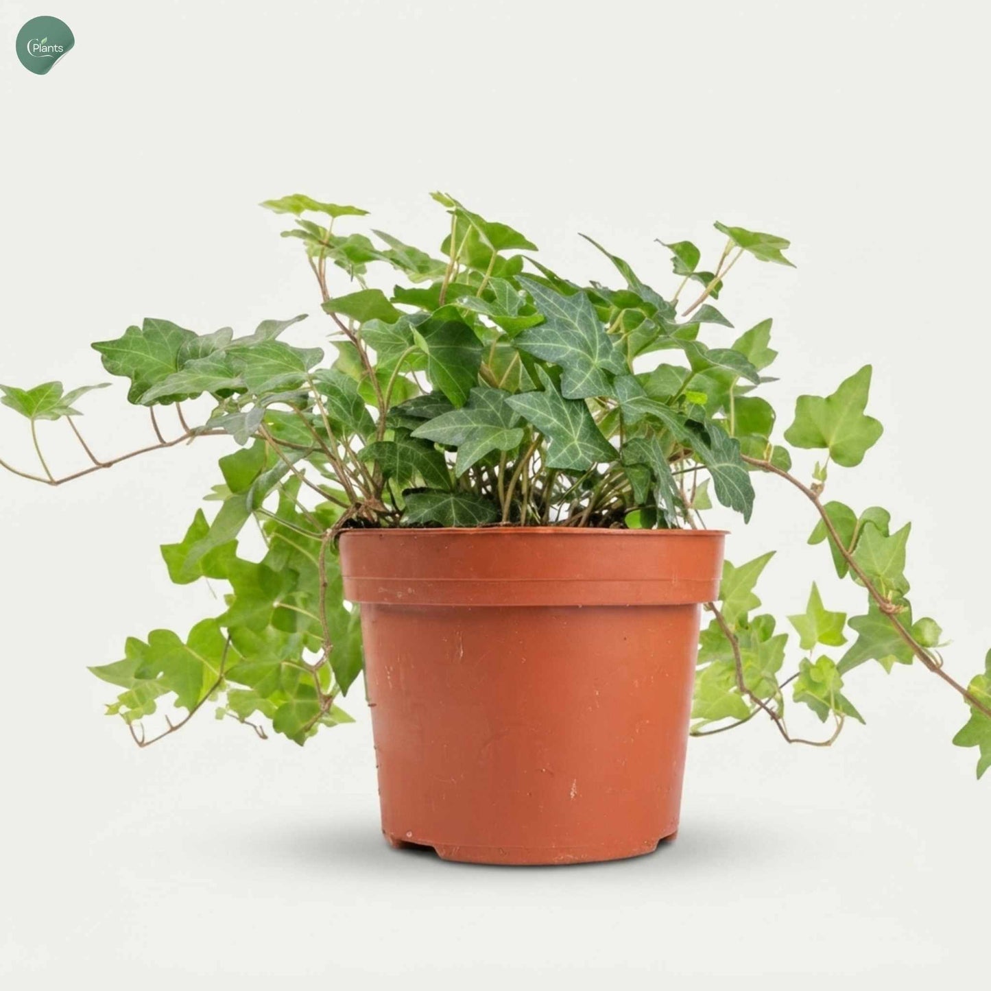 Hedera Helix Ivy Plant green foliage Dubai UAE
