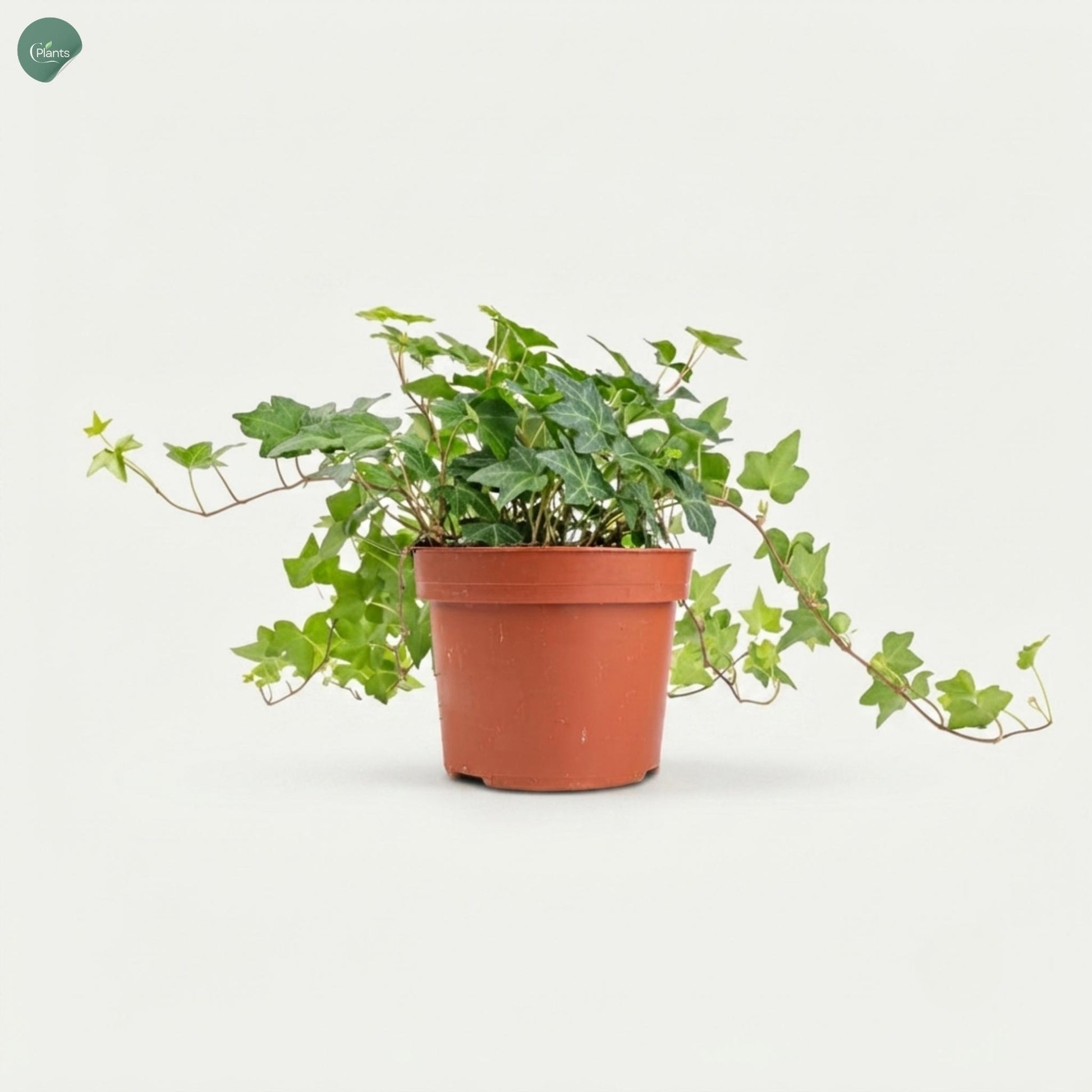 Ivy Plant Hedera Helix indoor plant Dubai UAE