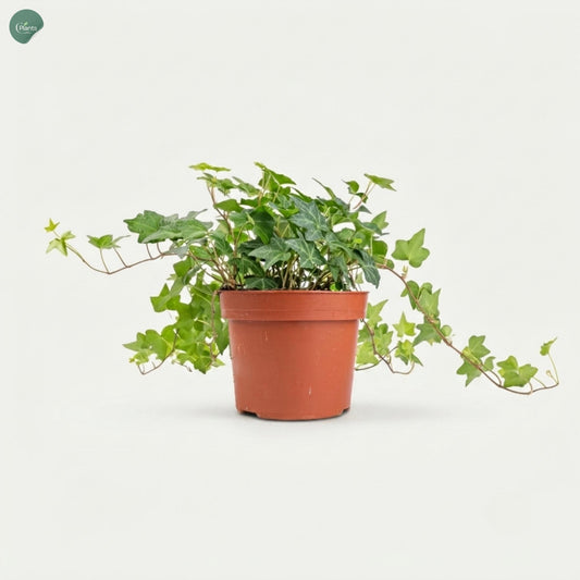 Ivy Plant Hedera Helix indoor plant Dubai UAE