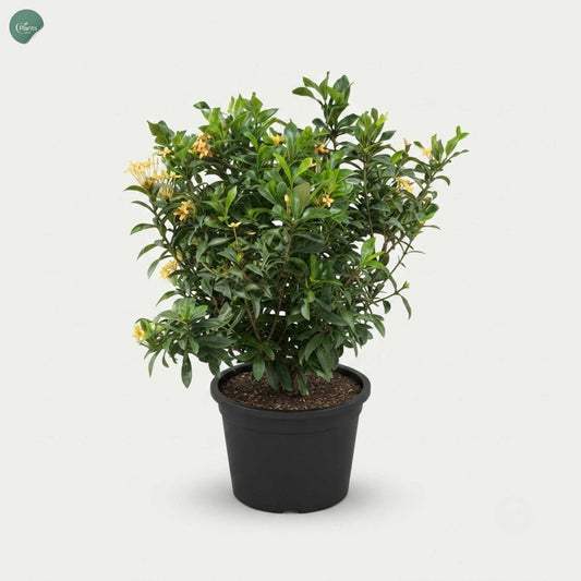 Ixora Chinensis 40-60cm outdoor flowering plant Dubai UAE