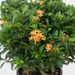 Ixora Chinensis evergreen foliage flowering shrub Dubai