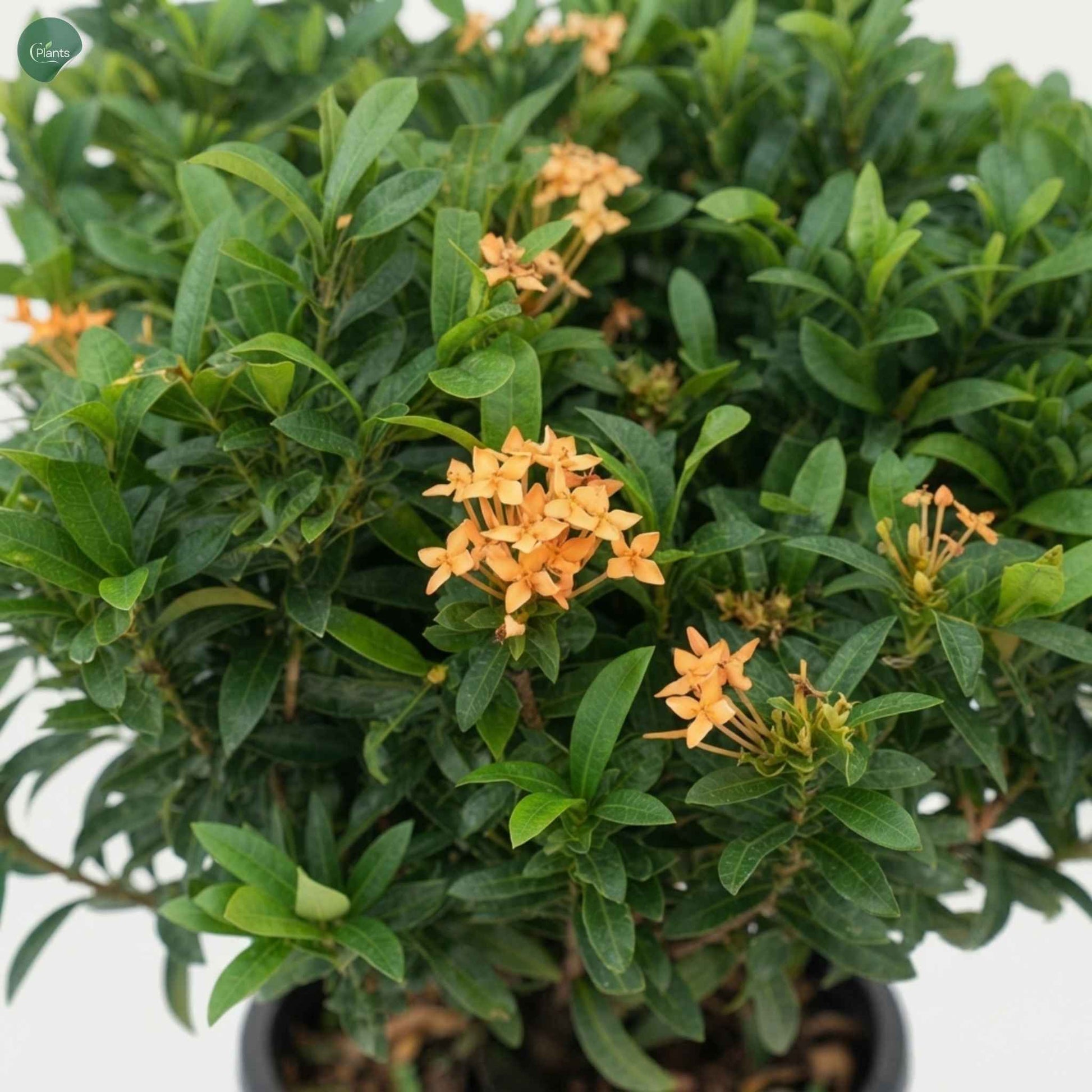 Ixora Chinensis evergreen foliage flowering shrub Dubai