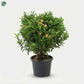 Ixora Chinensis flowering shrub 40-60cm outdoor plant Dubai