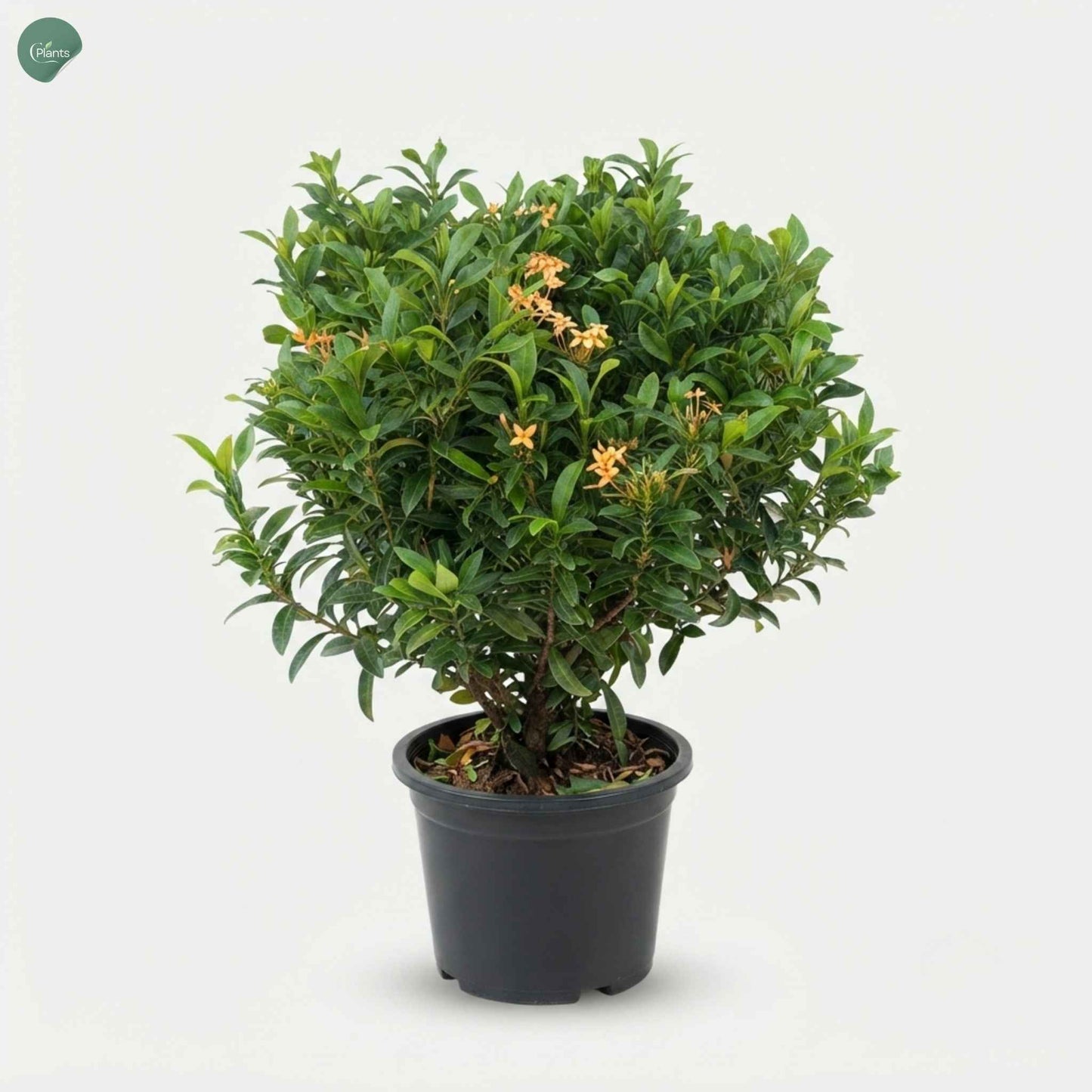 Ixora Chinensis flowering shrub 40-60cm outdoor plant Dubai