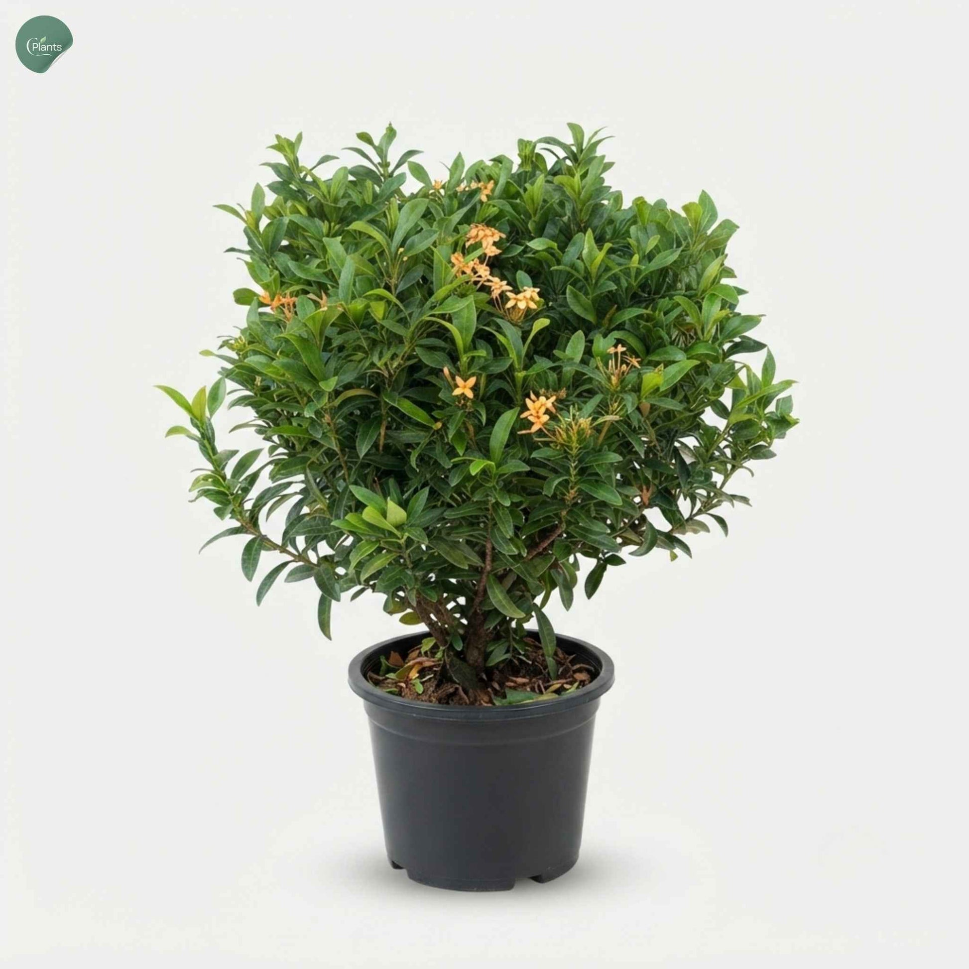Ixora Chinensis flowering shrub 40-60cm outdoor plant Dubai