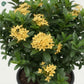 Ixora Chinensis flowering shrub for villa garden landscaping UAE