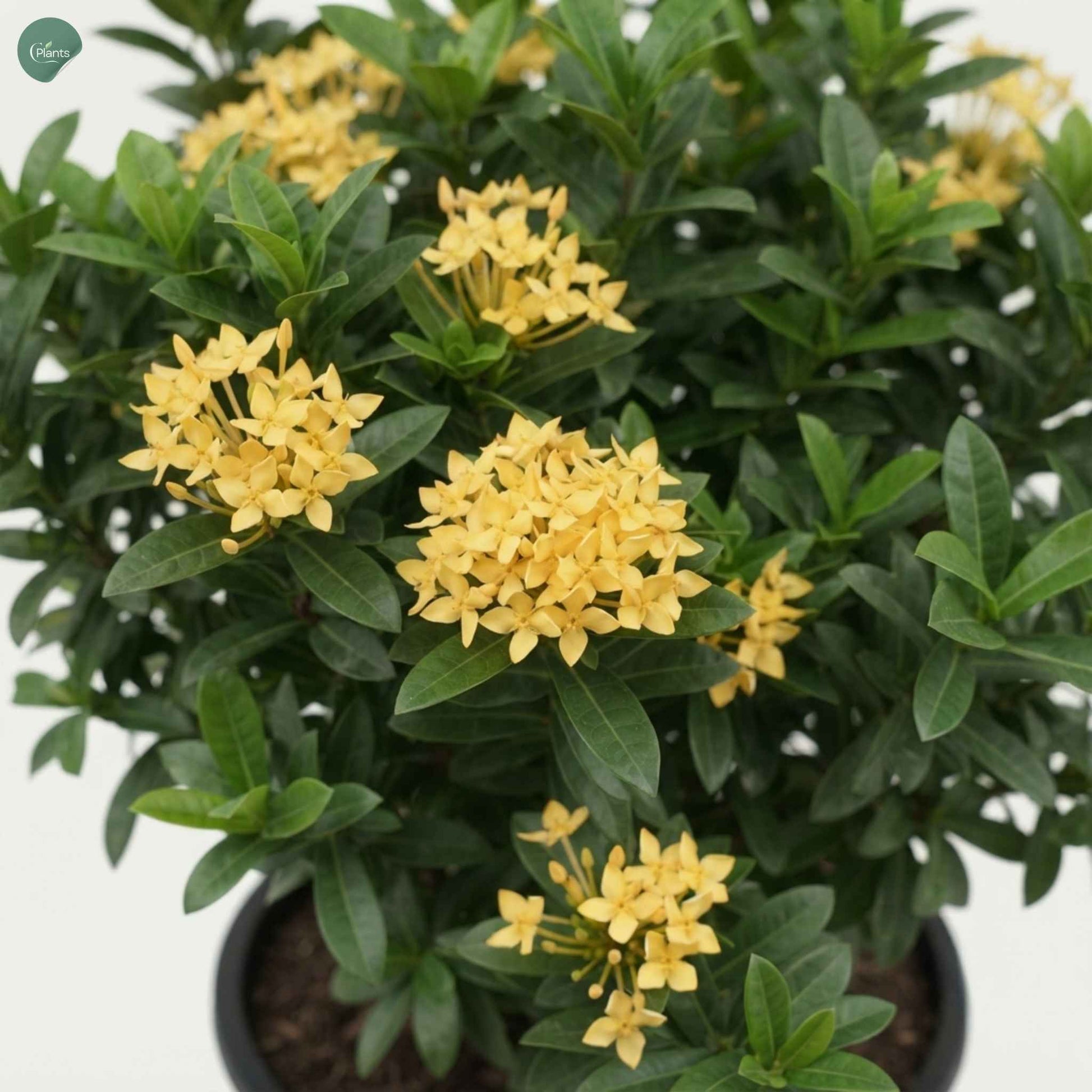 Ixora Chinensis flowering shrub for villa garden landscaping UAE