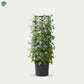 Jacquemontia Climber Outdoor Plant growing on a pergola in Dubai, UAE 