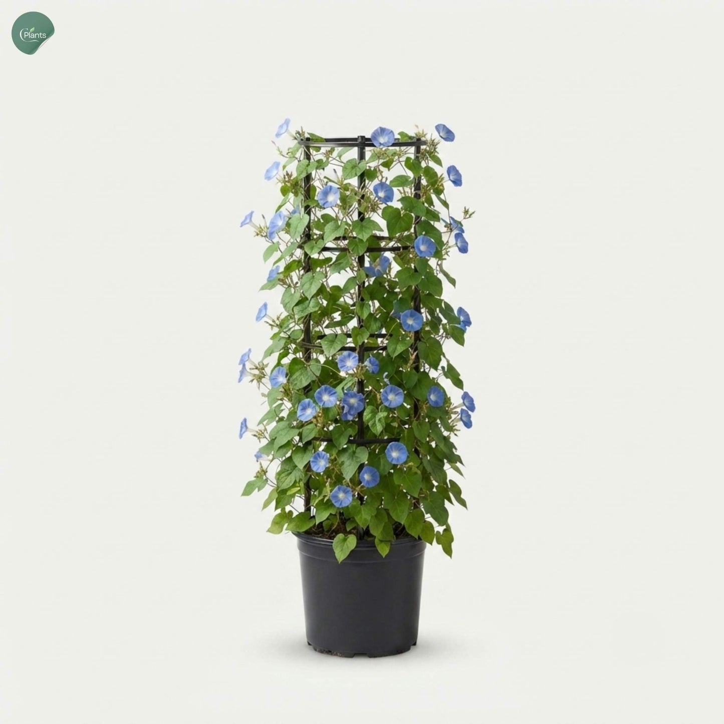 Jacquemontia Climber Outdoor Plant growing on a pergola in Dubai, UAE 