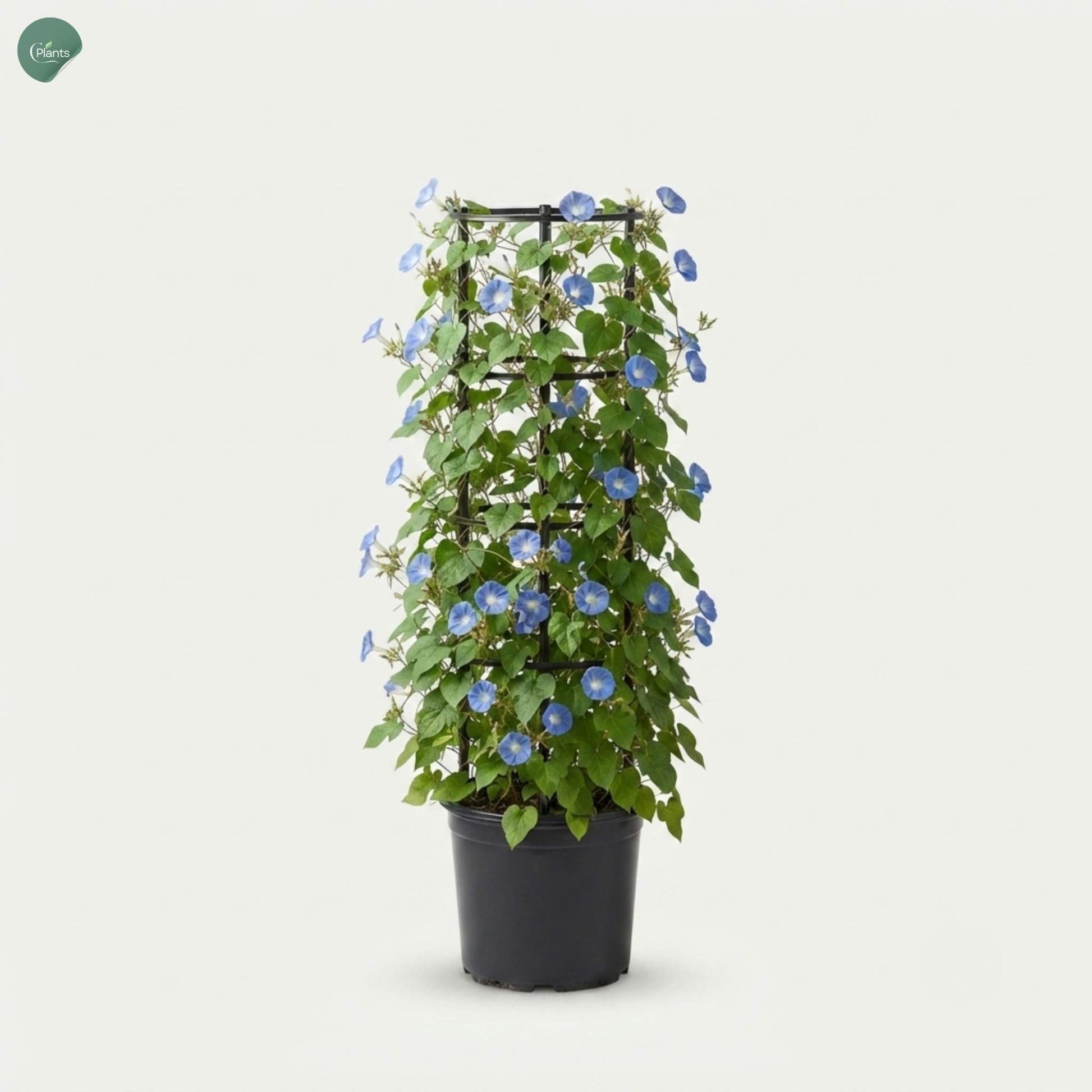 Jacquemontia Climber Outdoor Plant growing on a pergola in Dubai, UAE 