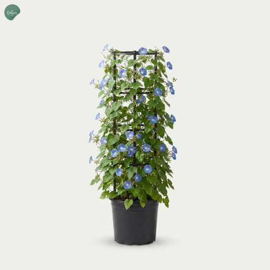 Jacquemontia Climber Outdoor Plant growing on a pergola in Dubai, UAE 