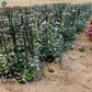 Blue flowering Jacquemontia climber for villa landscaping in Dubai 