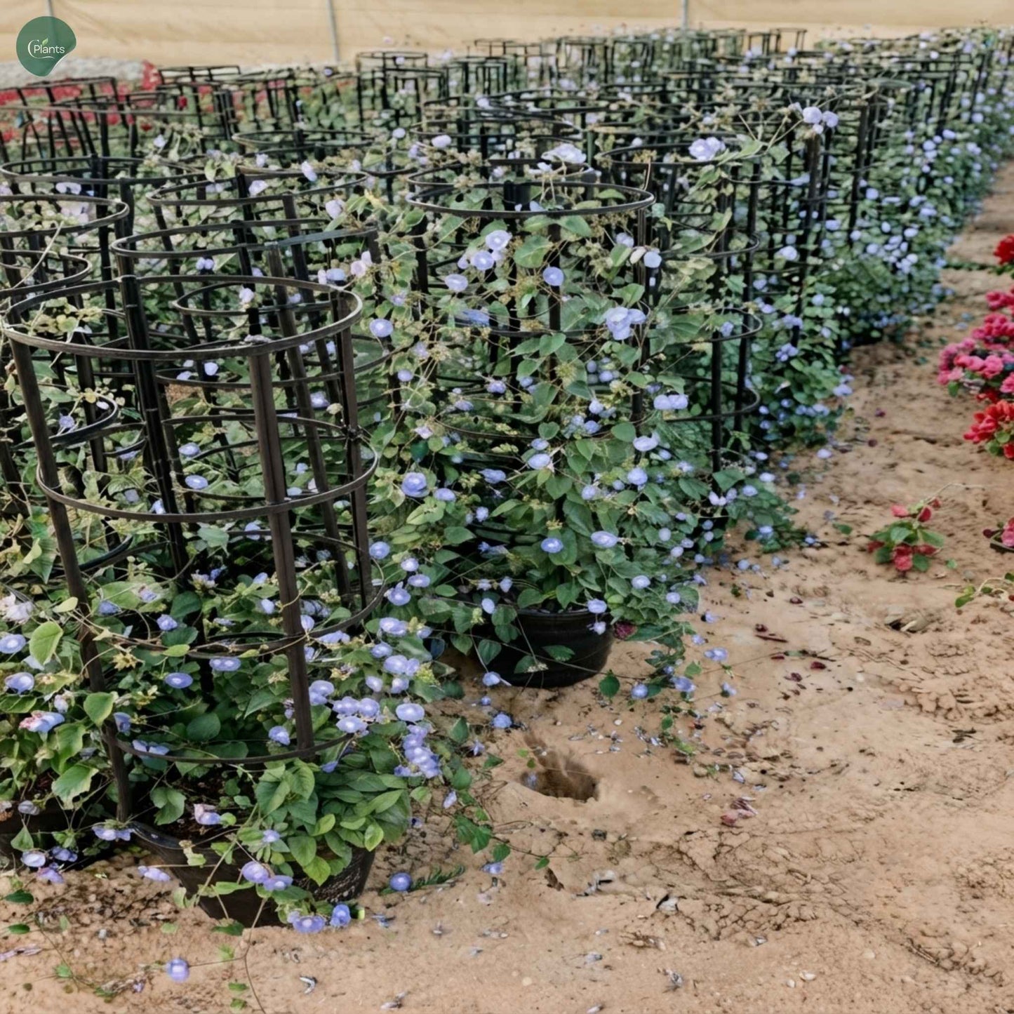 Blue flowering Jacquemontia climber for villa landscaping in Dubai 