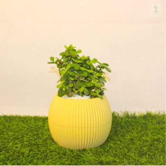 Jade Plant