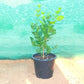 Jasmine Plant