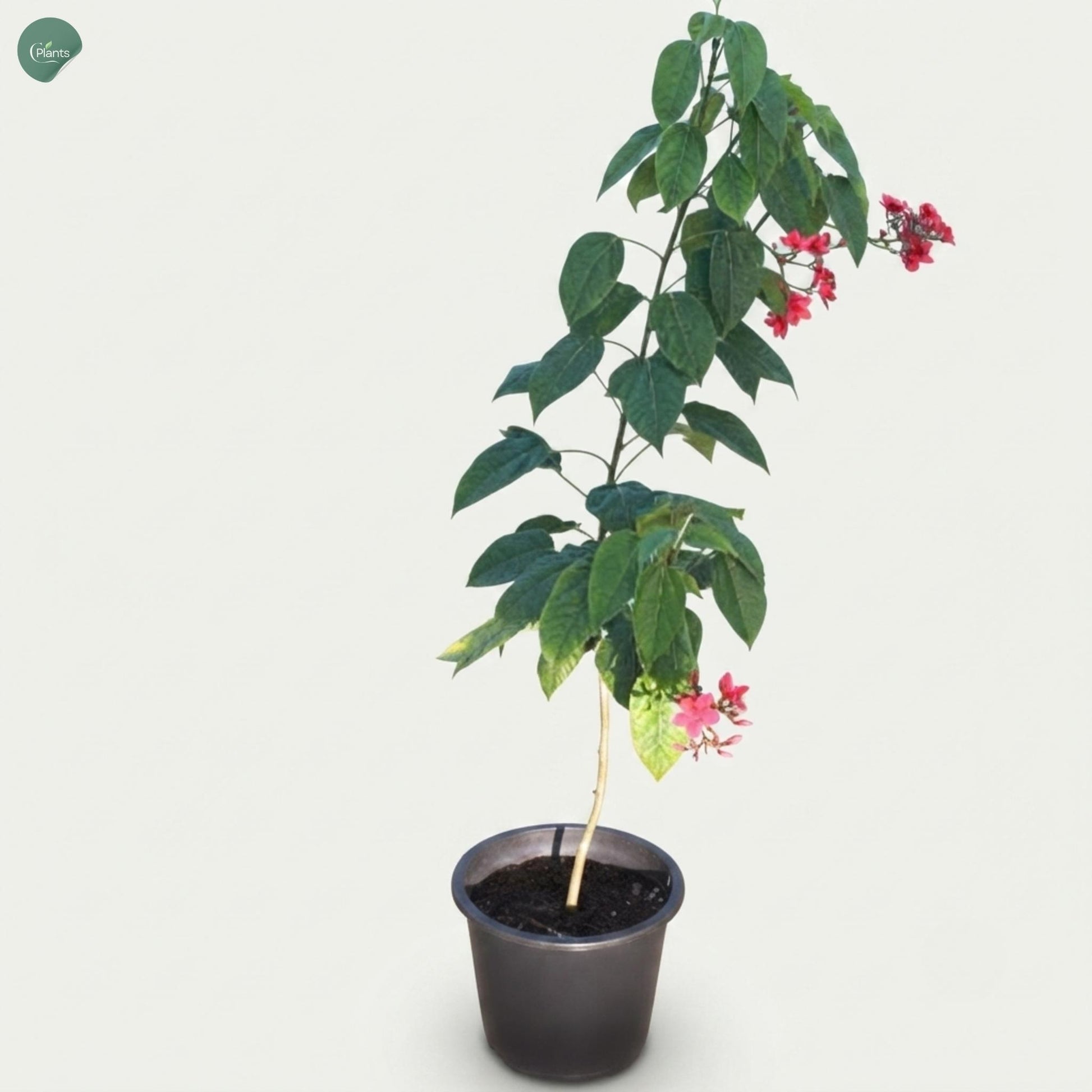 Jatropha flowering plant for sale in Dubai UAE 