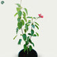 Jatropha Plant with flowers outdoor garden Dubai 