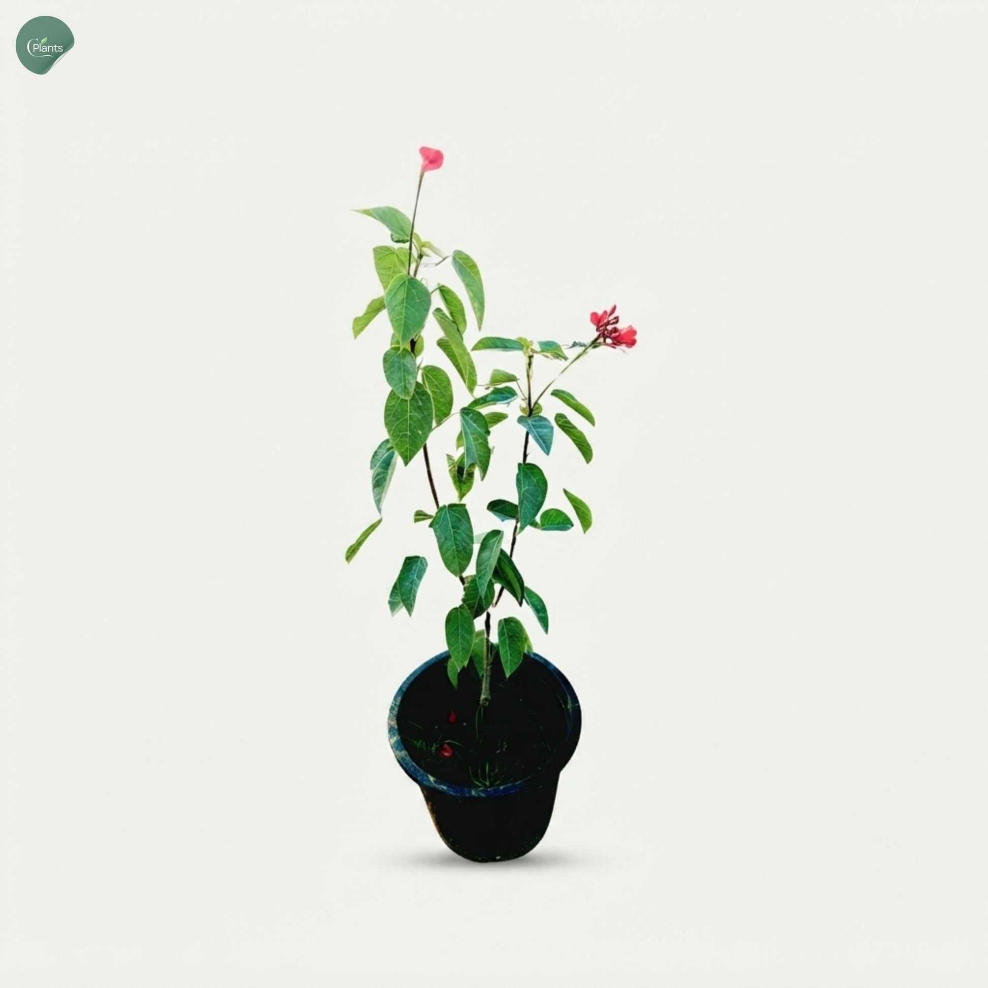 Jatropha Plant Dubai UAE outdoor flowering plant