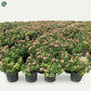 Colorful Lantana flowering plant for Dubai garden