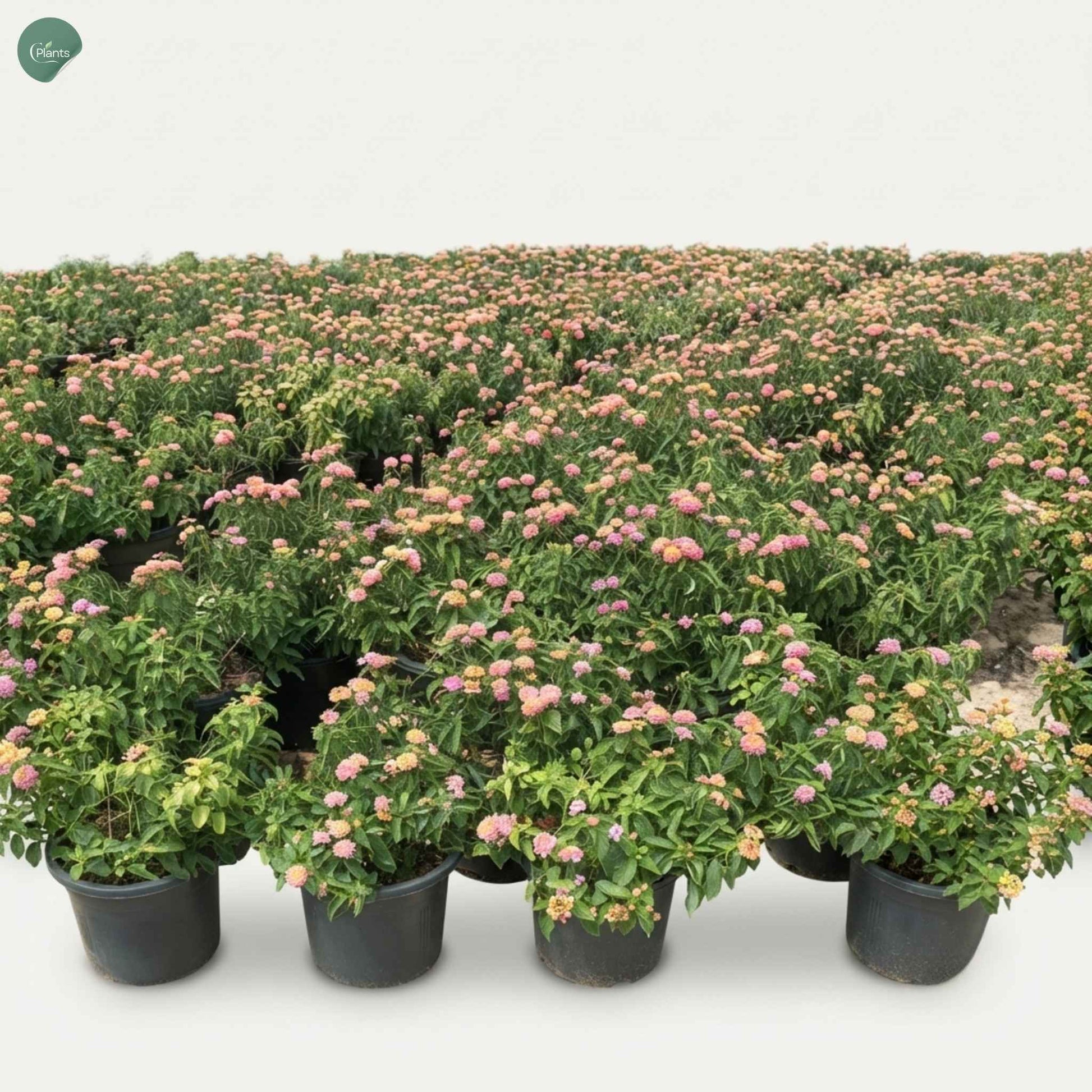 Colorful Lantana flowering plant for Dubai garden