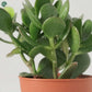 Low Maintenance Indoor Succulent Plant UAE 