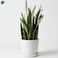 Low-maintenance Snake Plant for apartments in Dubai 
