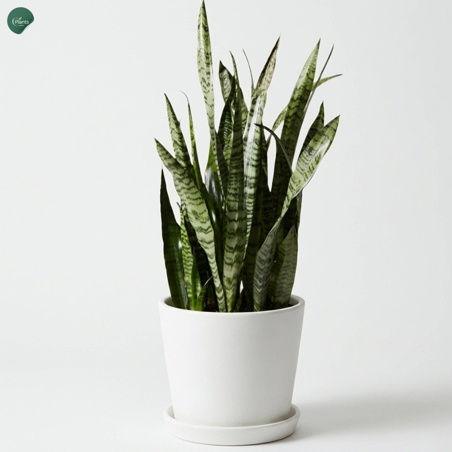 Low-maintenance Snake Plant for apartments in Dubai 
