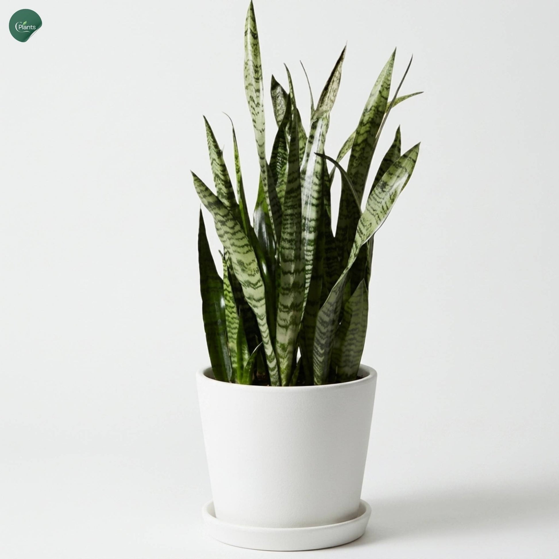 Low-maintenance Snake Plant for apartments in Dubai 