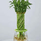 Braided Lucky Bamboo live indoor plant in a decorative glass vase for home and office décor CPlants Dubai UAE 