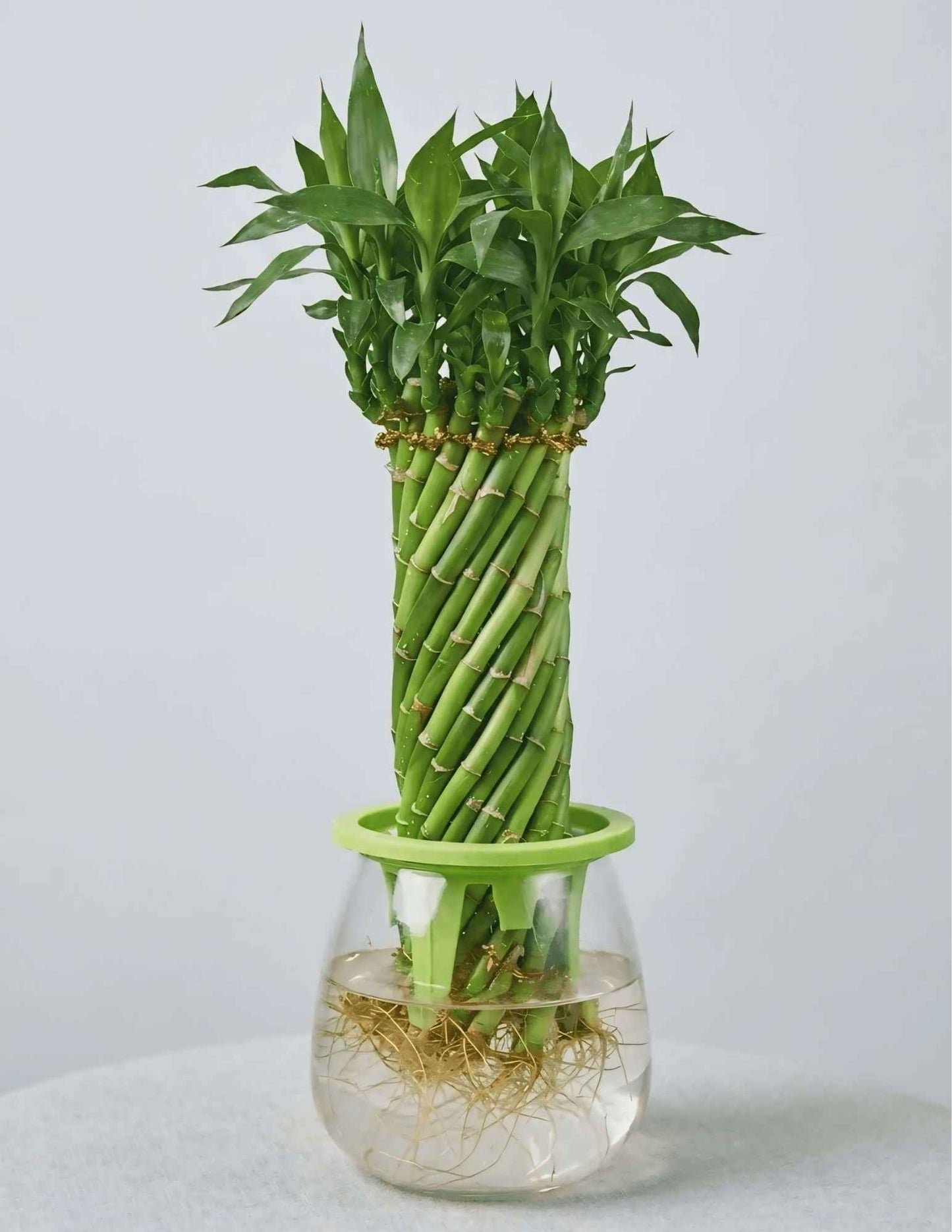 Braided Lucky Bamboo live indoor plant in a decorative glass vase for home and office décor CPlants Dubai UAE 