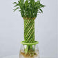 Buy Lucky Bamboo wheel live indoor plant in a decorative glass vase for home and office décor CPlants Dubai UAE 