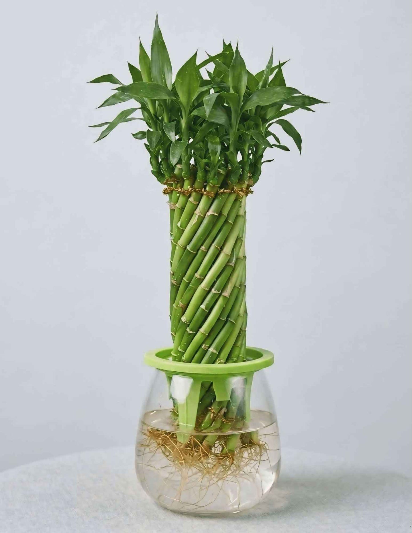 Buy Lucky Bamboo wheel live indoor plant in a decorative glass vase for home and office décor CPlants Dubai UAE 