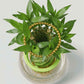 Braided Lucky Bamboo low maintenance indoor plant in a decorative glass vase for home and office décor CPlants Dubai UAE 