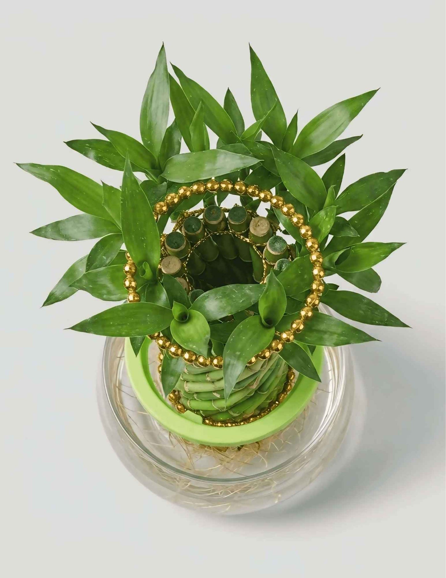 Braided Lucky Bamboo low maintenance indoor plant in a decorative glass vase for home and office décor CPlants Dubai UAE 