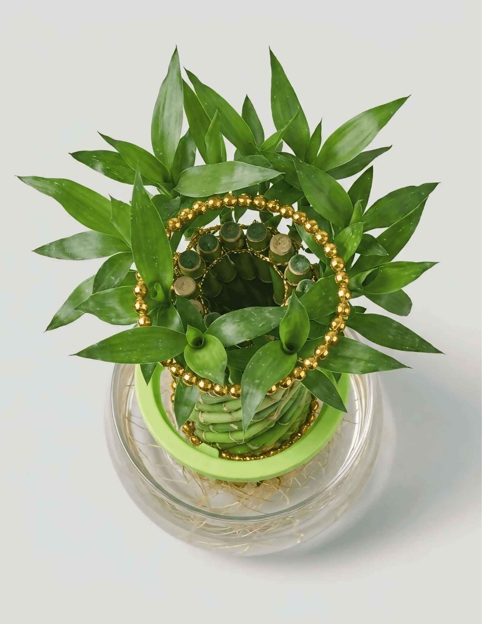 Braided Lucky Bamboo low maintenance indoor plant in a decorative glass vase for home and office décor CPlants Dubai UAE 