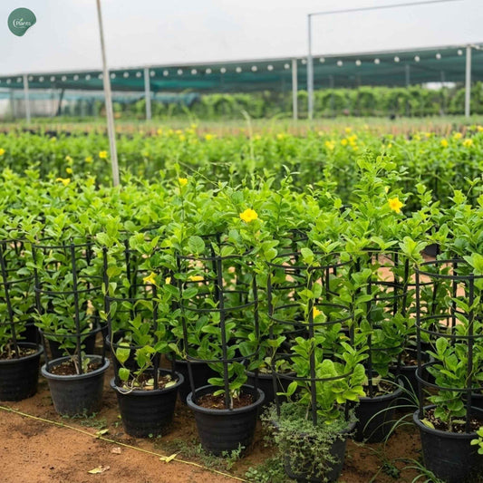 Mandevilla creeper outdoor flowering plant at CPlants UAE