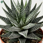 Mini Haworthia Alba Indoor Plant Dubai 