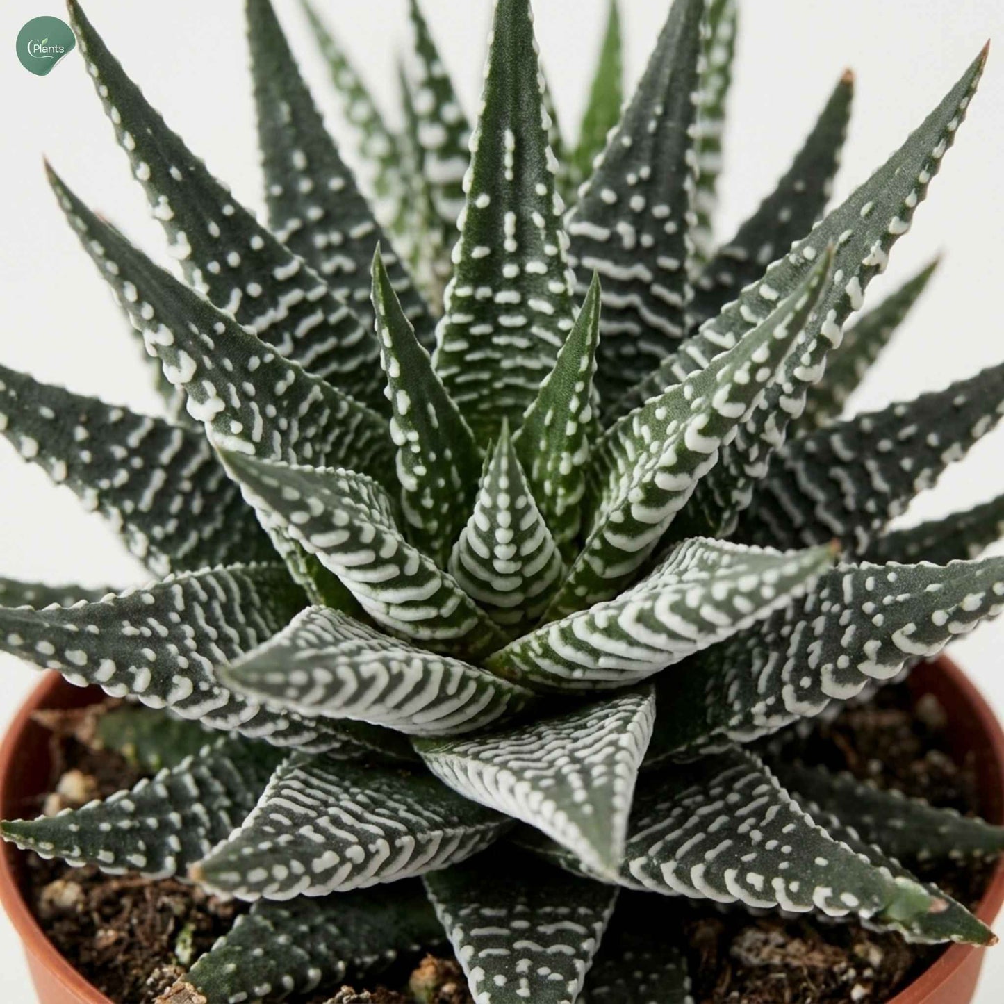 Mini Haworthia Alba Indoor Plant Dubai 