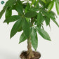 Buy Pachira Twisted Indoor Plant online UAE 