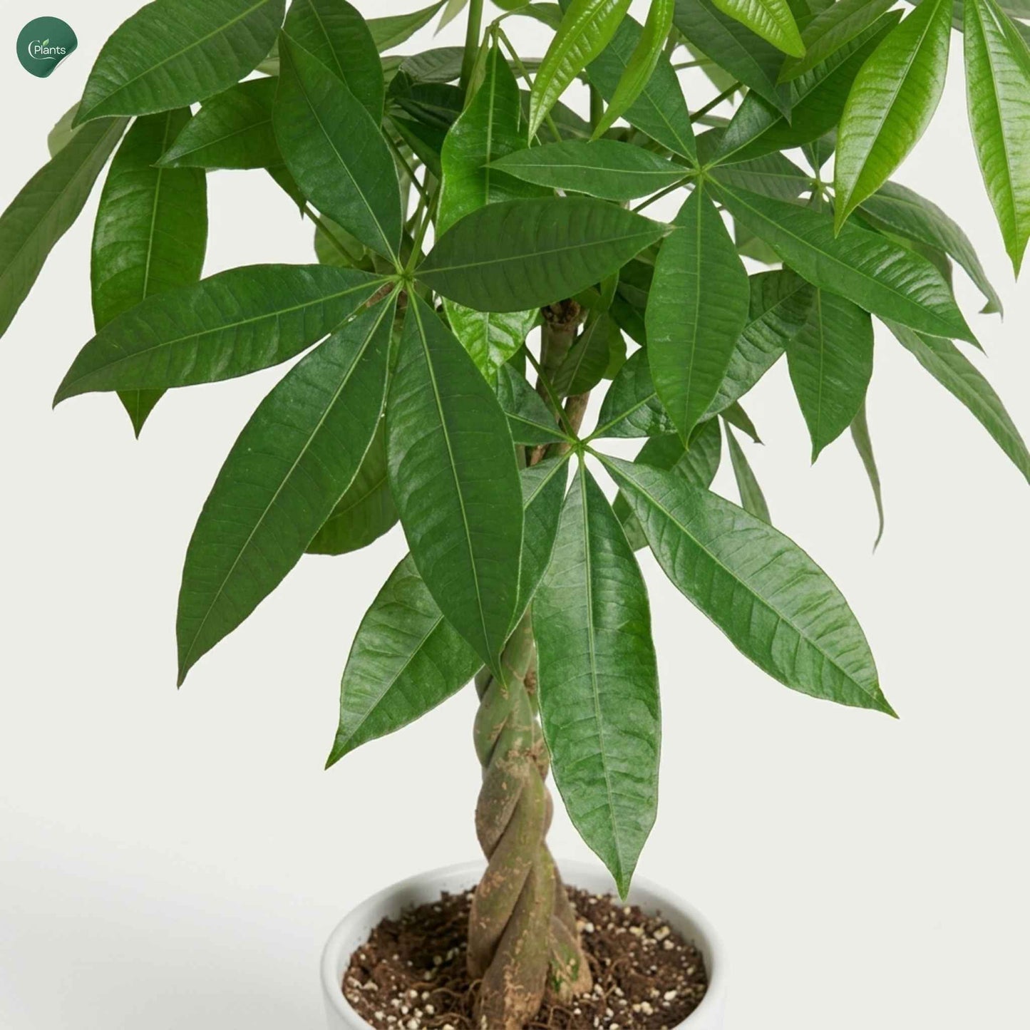 Buy Pachira Twisted Indoor Plant online UAE 